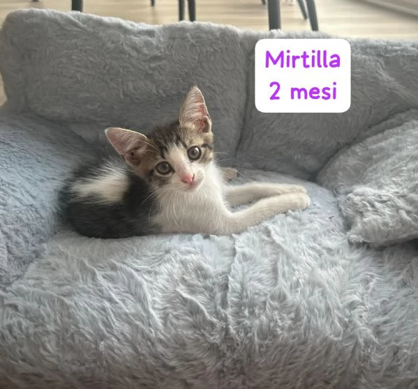 BISOGNA SALVARE QUESTI MICINI