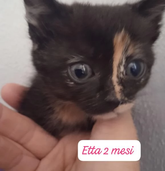 BISOGNA SALVARE QUESTI MICINI | Foto 0