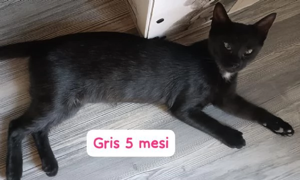 BISOGNA SALVARE QUESTI MICINI | Foto 0