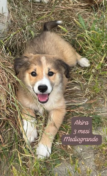 SERVONO ADOZIONI PER QUESTI CUCCIOLI | Foto 6