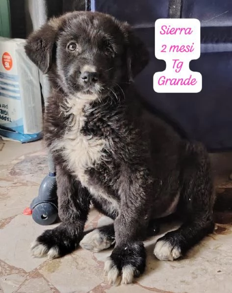 SERVONO ADOZIONI PER QUESTI CUCCIOLI | Foto 5