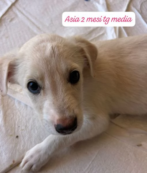SERVONO ADOZIONI PER QUESTI CUCCIOLI