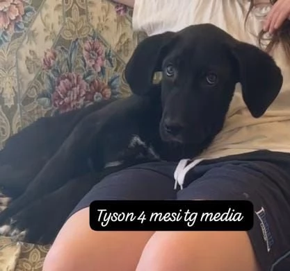 SERVONO ADOZIONI PER QUESTI CUCCIOLI | Foto 4