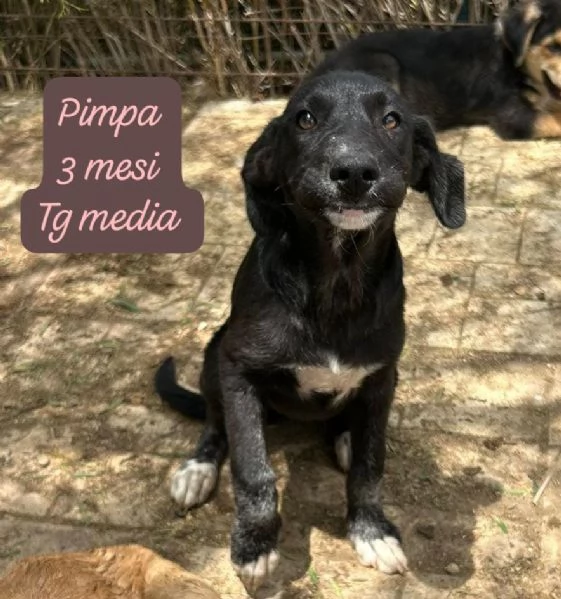 SERVONO ADOZIONI PER QUESTI CUCCIOLI | Foto 6