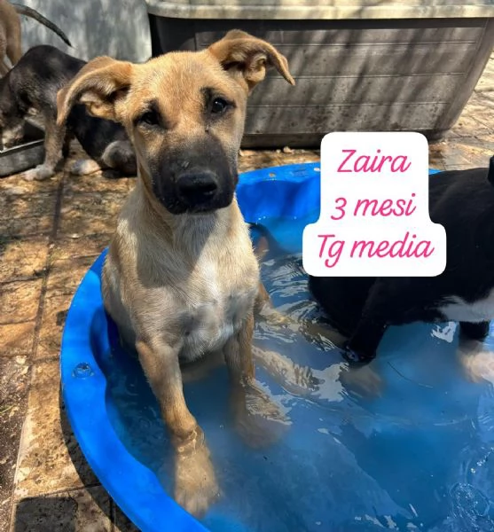 SERVONO ADOZIONI PER QUESTI CUCCIOLI | Foto 5