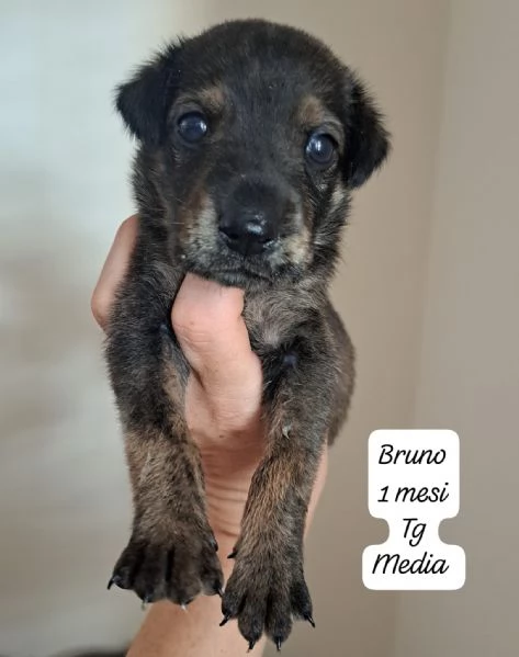 SERVONO ADOZIONI PER QUESTI CUCCIOLI | Foto 6