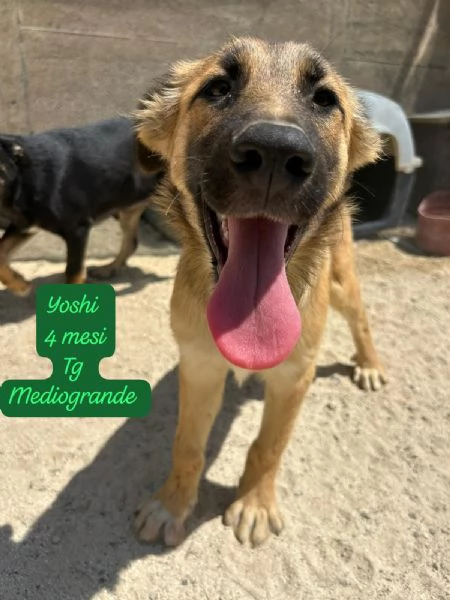 SERVONO ADOZIONI PER QUESTI CUCCIOLI | Foto 4