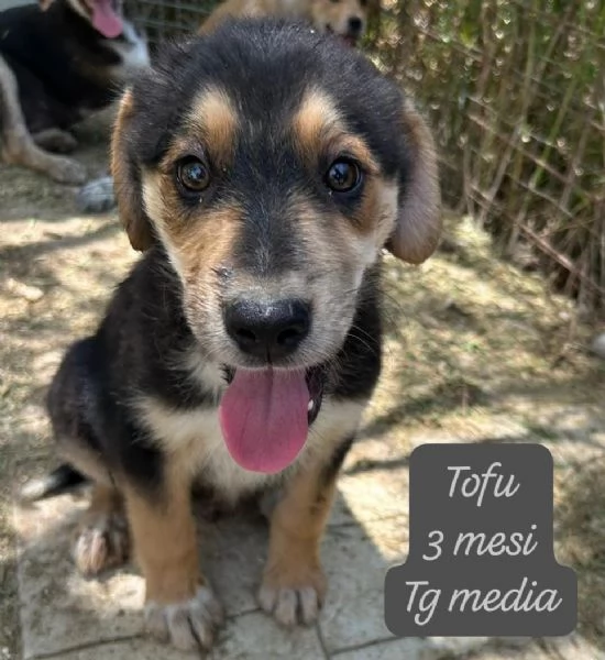 SERVONO ADOZIONI PER QUESTI CUCCIOLI