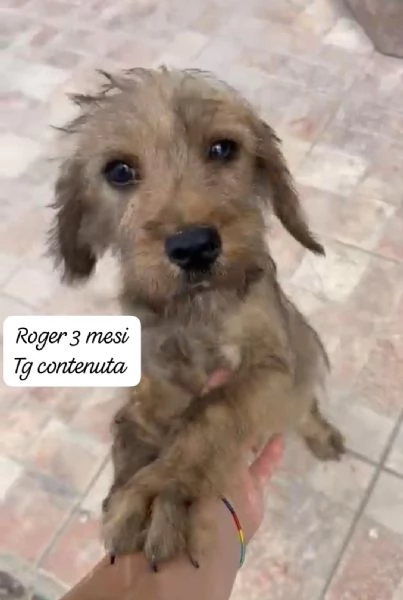 SERVONO ADOZIONI PER QUESTI CUCCIOLI | Foto 3