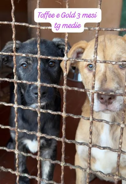 SERVONO ADOZIONI PER QUESTI CUCCIOLI | Foto 5