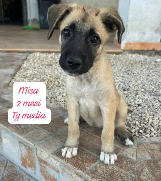 SERVONO ADOZIONI PER QUESTI CUCCIOLI | Foto 5