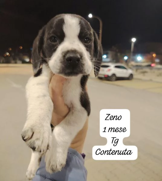 SERVONO ADOZIONI PER QUESTI CUCCIOLI | Foto 6