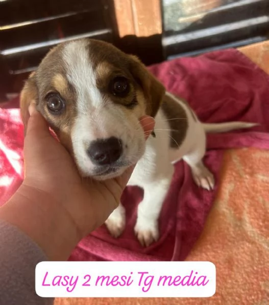 SERVONO ADOZIONI PER QUESTI CUCCIOLI | Foto 4