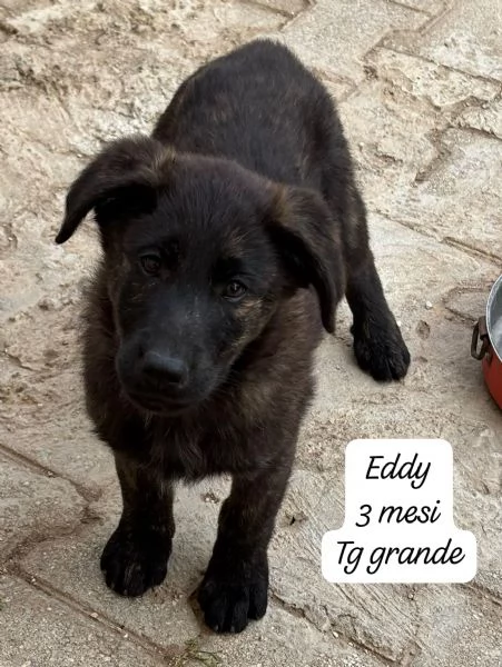 SERVONO ADOZIONI PER QUESTI CUCCIOLI | Foto 4