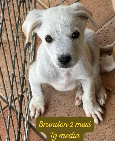 SERVONO ADOZIONI PER QUESTI CUCCIOLI | Foto 5