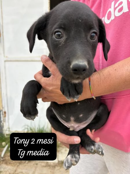 SERVONO ADOZIONI PER QUESTI CUCCIOLI | Foto 4