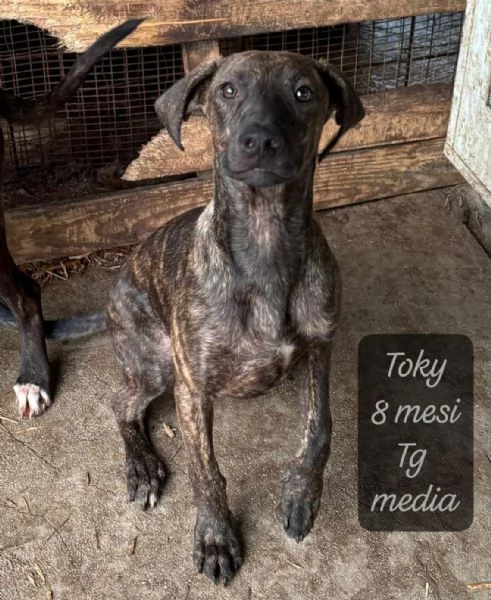 SERVONO ADOZIONI PER QUESTI CUCCIOLI | Foto 3