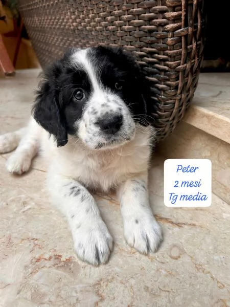 SERVONO ADOZIONI PER QUESTI CUCCIOLI | Foto 3