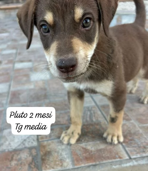 SERVONO ADOZIONI PER QUESTI CUCCIOLI | Foto 3