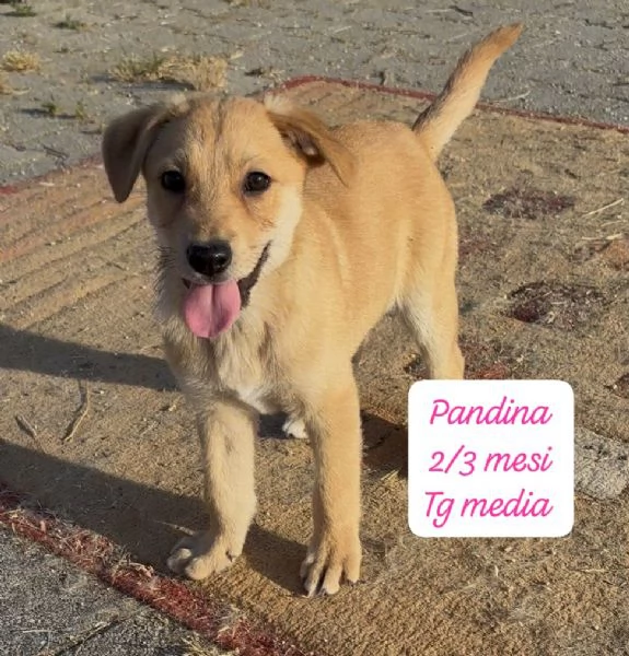 SERVONO ADOZIONI PER QUESTI CUCCIOLI | Foto 2