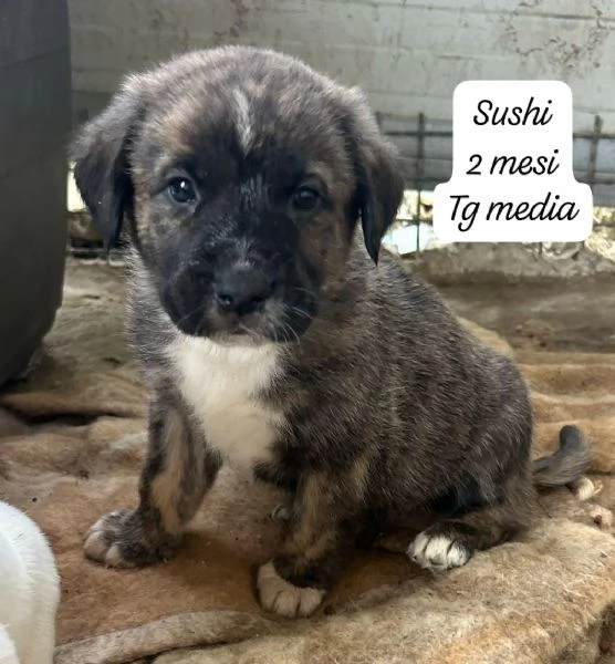 SERVONO ADOZIONI PER QUESTI CUCCIOLI | Foto 2