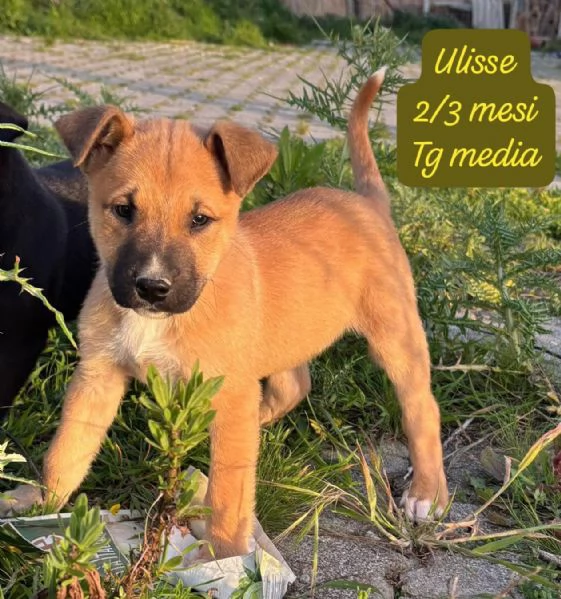 SERVONO ADOZIONI PER QUESTI CUCCIOLI | Foto 4