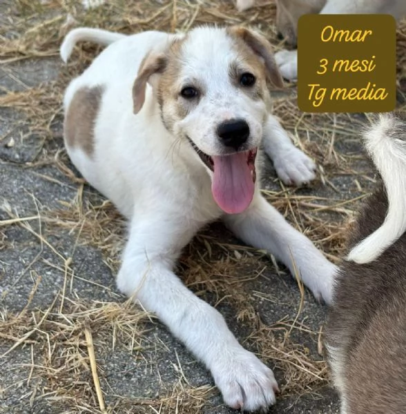 SERVONO ADOZIONI PER QUESTI CUCCIOLI | Foto 1
