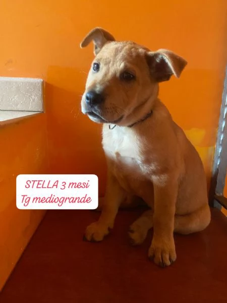 SERVONO ADOZIONI PER QUESTI CUCCIOLI | Foto 3