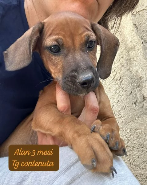 SERVONO ADOZIONI PER QUESTI CUCCIOLI | Foto 2