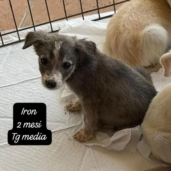 SERVONO ADOZIONI PER QUESTI CUCCIOLI | Foto 4