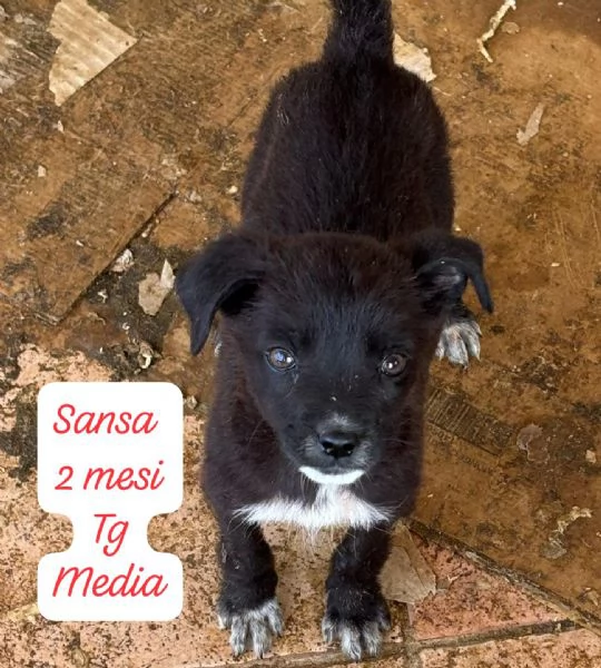 SERVONO ADOZIONI PER QUESTI CUCCIOLI