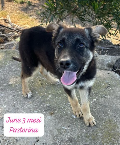 SERVONO ADOZIONI PER QUESTI CUCCIOLI | Foto 0