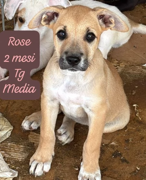 SERVONO ADOZIONI PER QUESTI CUCCIOLI | Foto 3