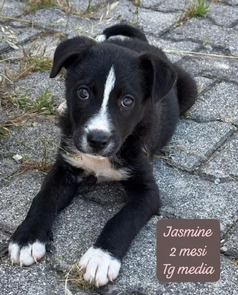 SERVONO ADOZIONI PER QUESTI CUCCIOLI
