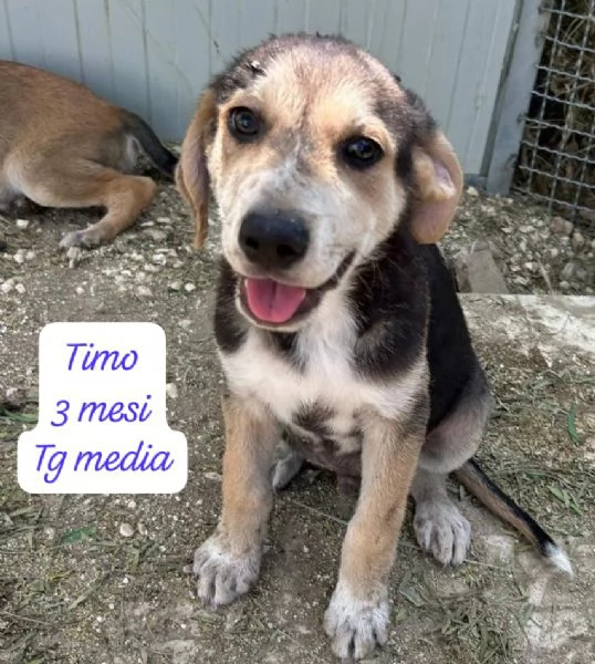 SERVONO ADOZIONI PER QUESTI CUCCIOLI | Foto 2