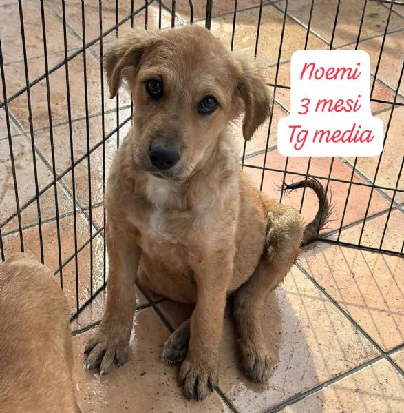 SERVONO ADOZIONI PER QUESTI CUCCIOLI | Foto 2