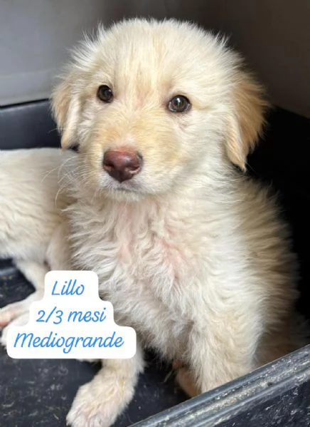 SERVONO ADOZIONI PER QUESTI CUCCIOLI | Foto 2