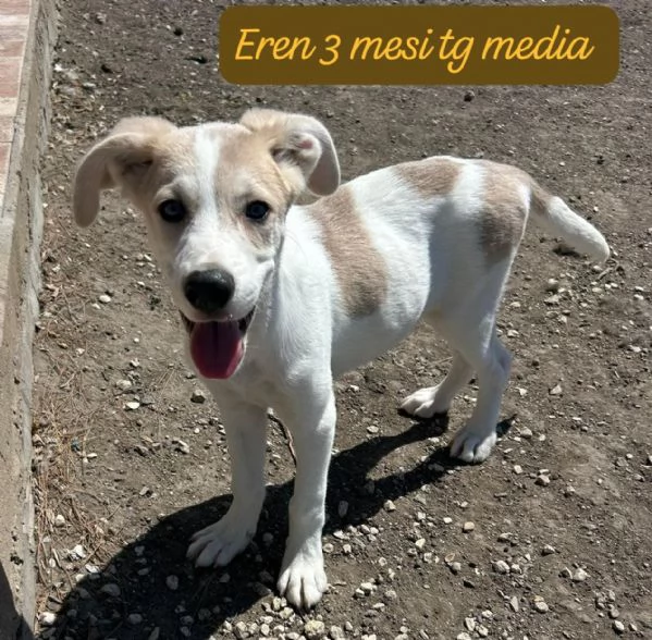 SERVONO ADOZIONI PER QUESTI CUCCIOLI | Foto 3