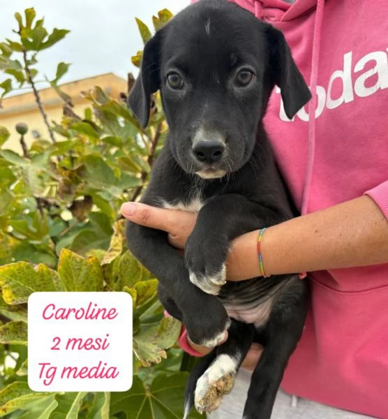 SERVONO ADOZIONI PER QUESTI CUCCIOLI | Foto 1