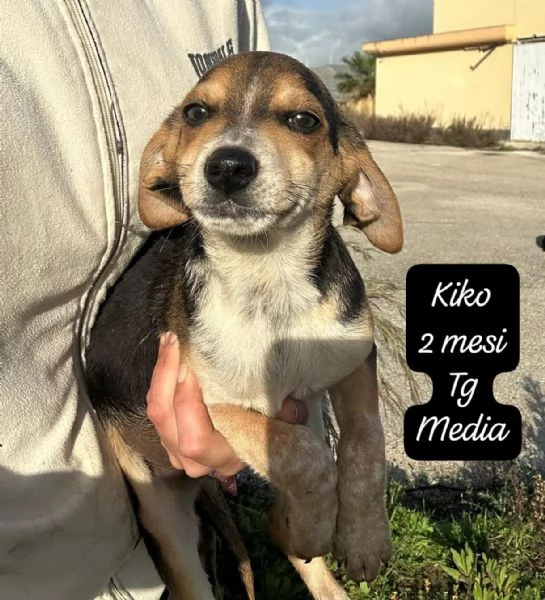 SERVONO ADOZIONI PER QUESTI CUCCIOLI | Foto 2