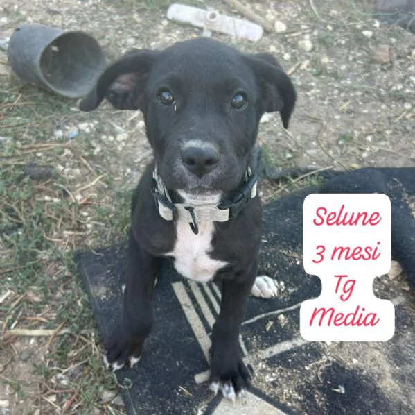 SERVONO ADOZIONI PER QUESTI CUCCIOLI | Foto 0