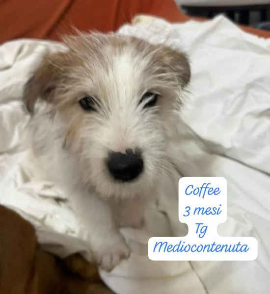 SERVONO ADOZIONI PER QUESTI CUCCIOLI | Foto 1