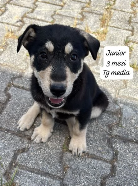 SERVONO ADOZIONI PER QUESTI CUCCIOLI | Foto 0