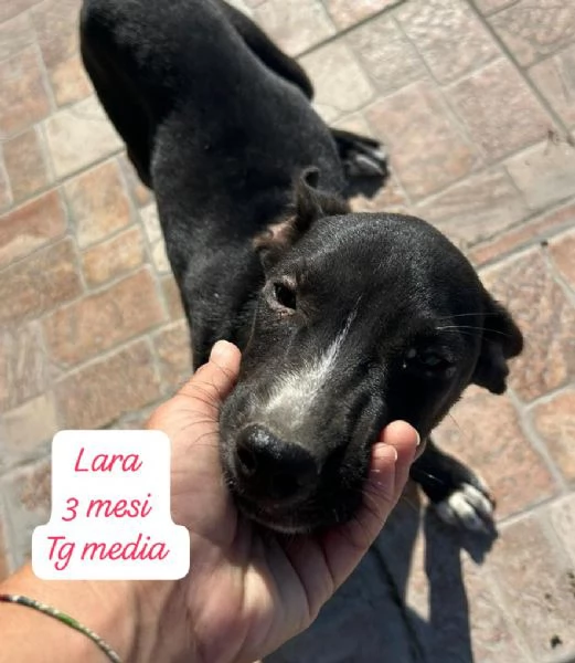 SERVONO ADOZIONI PER QUESTI CUCCIOLI | Foto 2