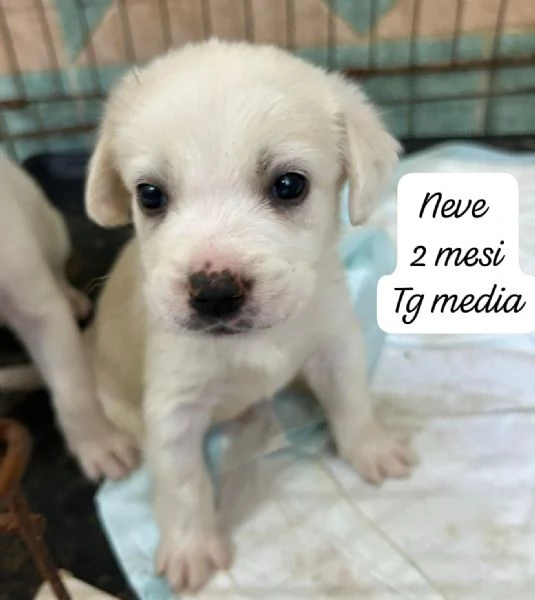 SERVONO ADOZIONI PER QUESTI CUCCIOLI | Foto 1