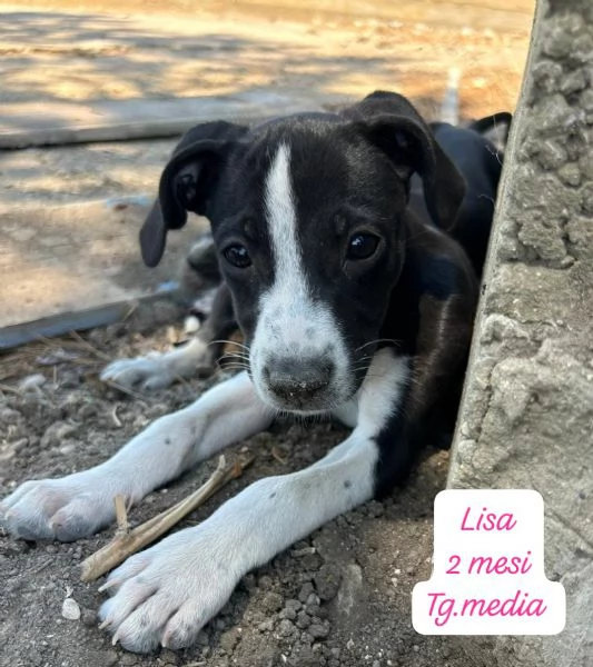 SERVONO ADOZIONI PER QUESTI CUCCIOLI