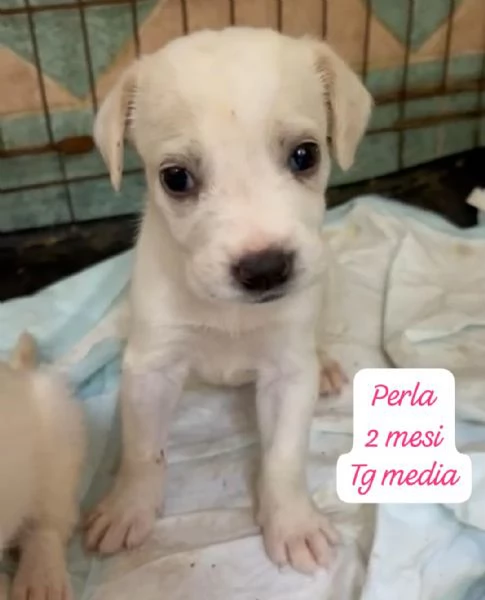 SERVONO ADOZIONI PER QUESTI CUCCIOLI | Foto 0