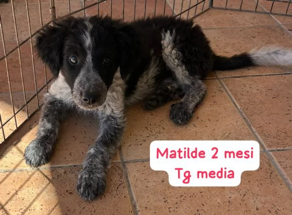 SERVONO ADOZIONI PER QUESTI CUCCIOLI | Foto 1