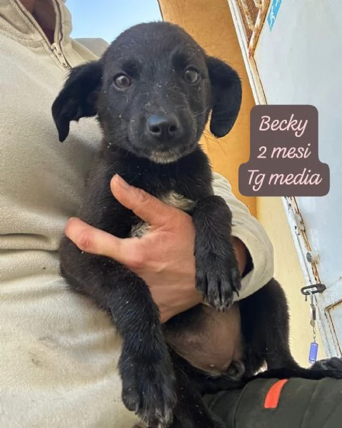 SERVONO ADOZIONI PER QUESTI CUCCIOLI | Foto 0