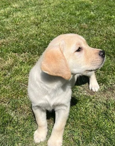 Regala cuccioli di Labrador | Foto 2
